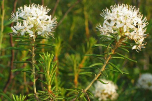 Miska miski Miska miski